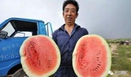 青岛吃瓜网红强,吃瓜界的“瓜王”崛起记